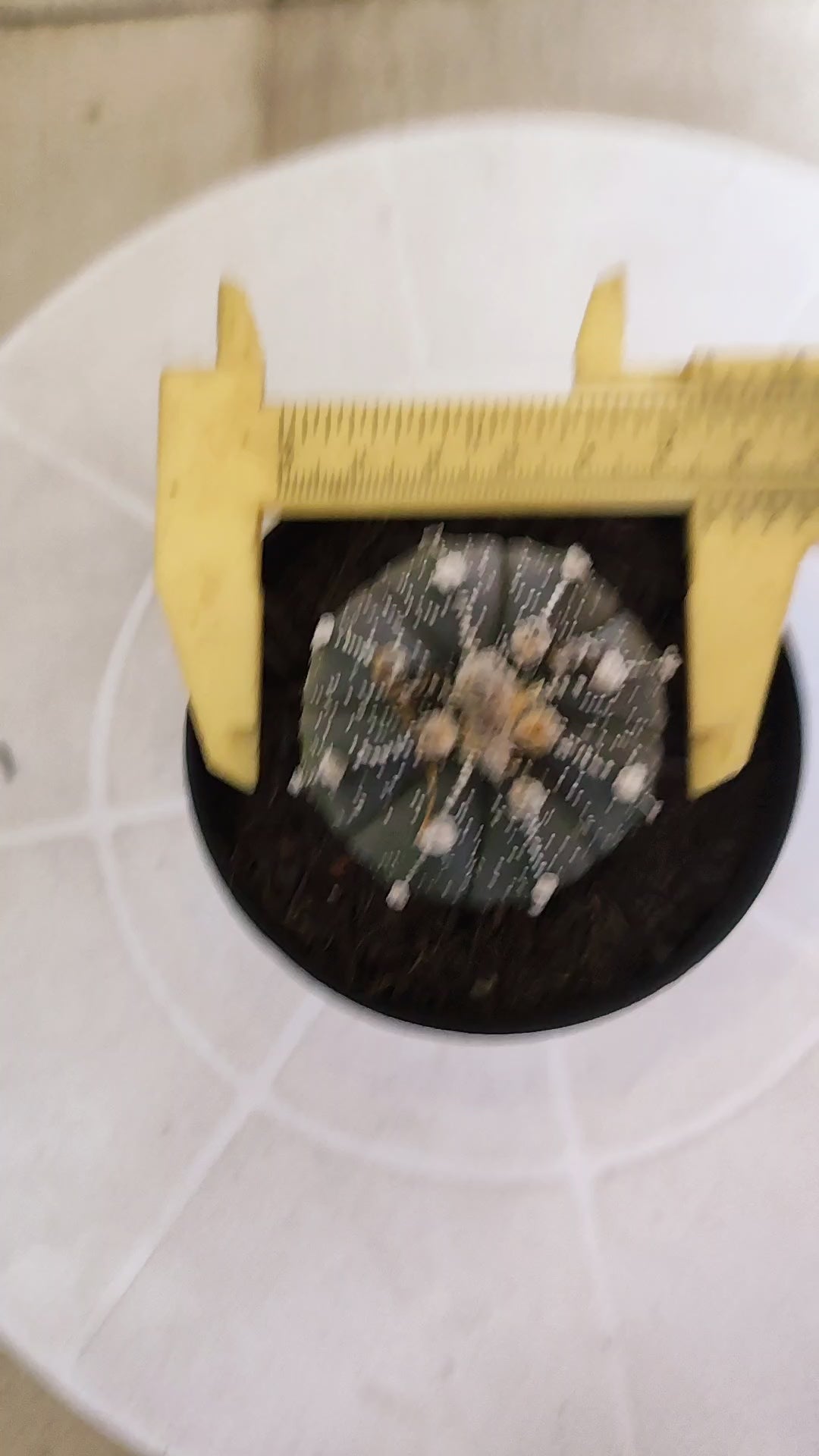 ASTROPHYTUM ASTERIAS “Purple”  Nº 1263 – vaso 09