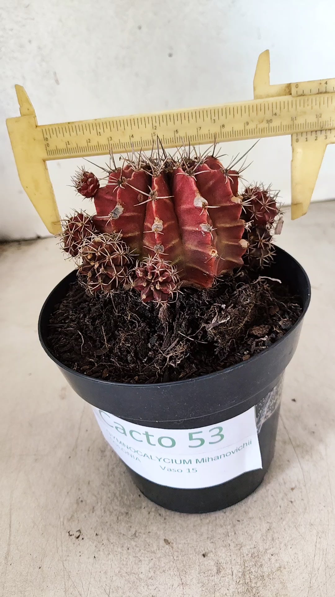 GYMNOCALYCIUM Mihanovichii "COLONIA" Nº 53 – vaso 15