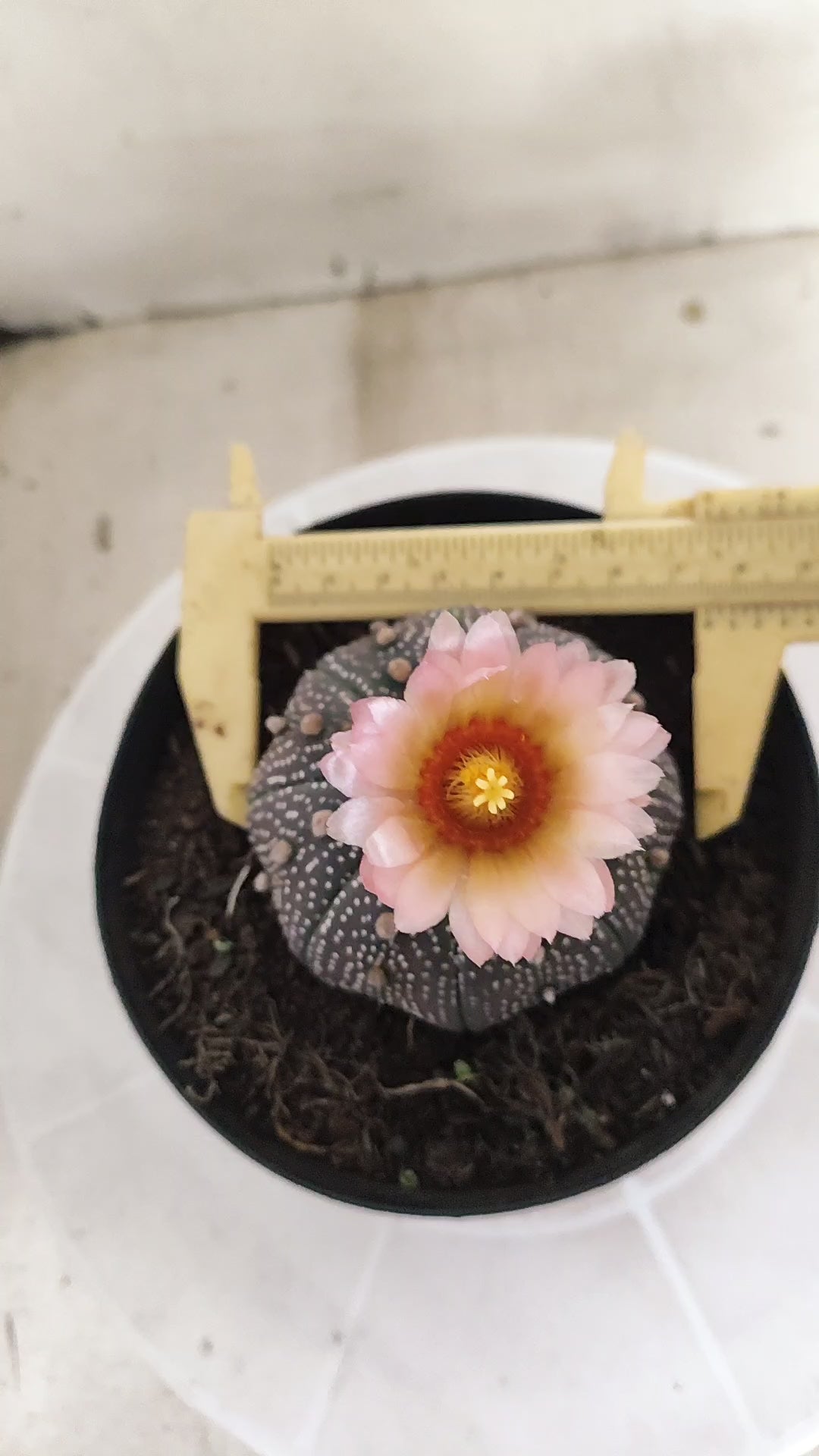 ASTROPHYTUM ASTERIAS “Purple - Akabana”  Nº 1395 – vaso 15