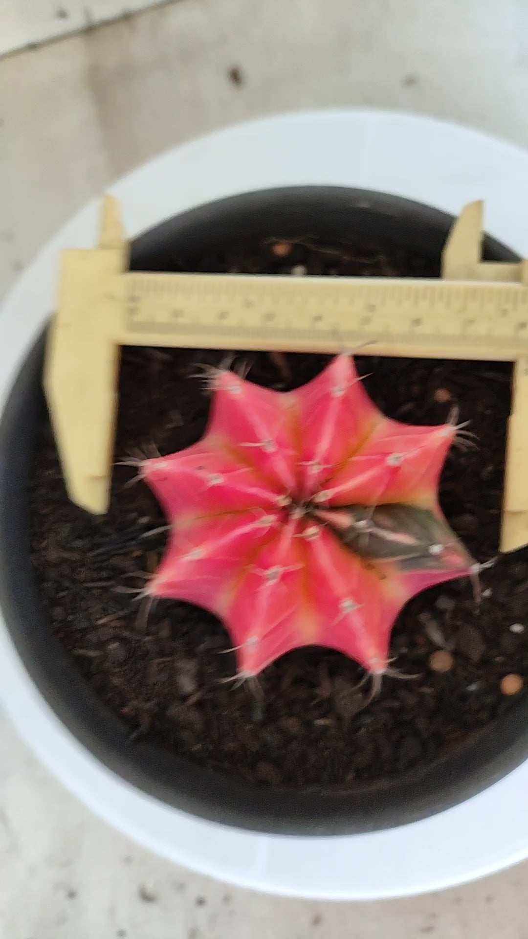 Matriz GYMNOCALYCIUM Mihanovichii Variegata Nº 1316 – vaso 15