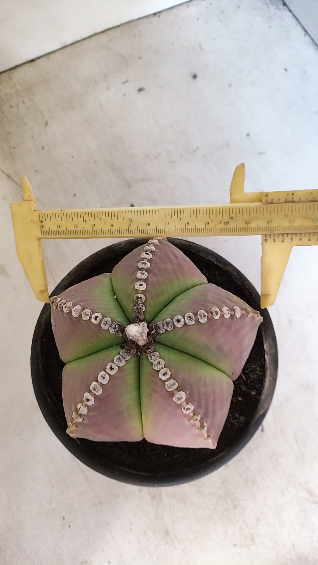 ASTROPHYTUM MYRIOSTIGMA  Nº 25 – vaso 15