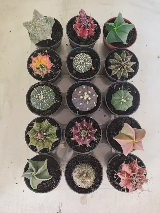 Mix de 15 Cactos (Pote 06)