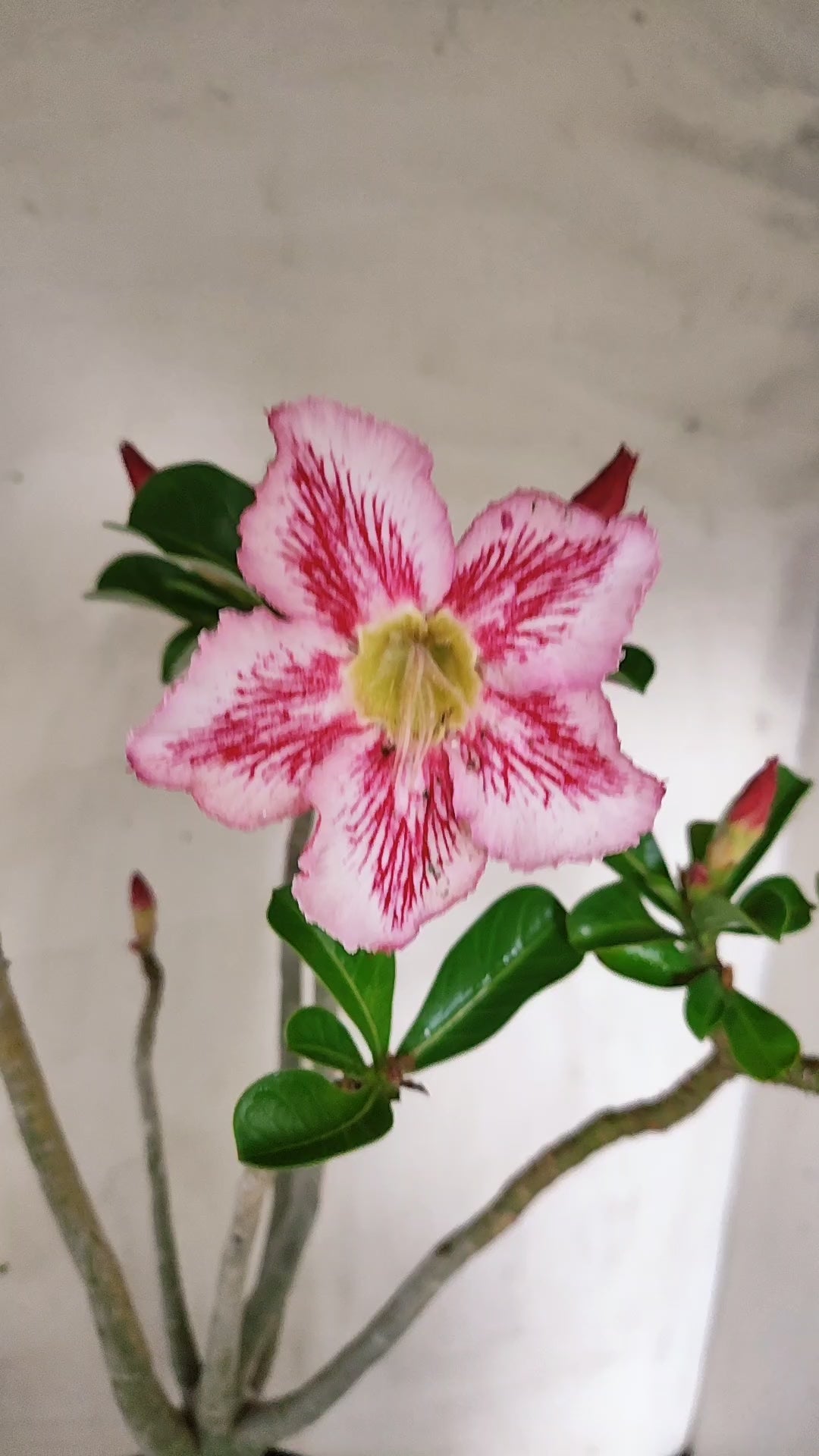 Planta Simples 3630 – 45cm – 04 anos - vaso 17