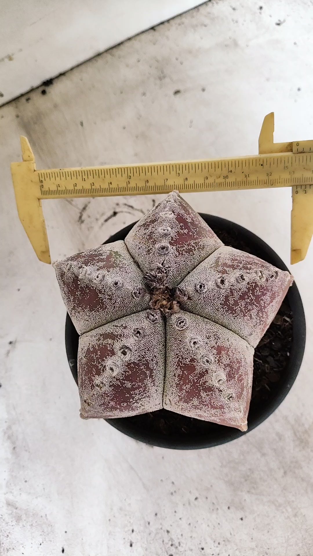 ASTROPHYTUM MYRIOSTIGMA  Nº 65 – vaso 15