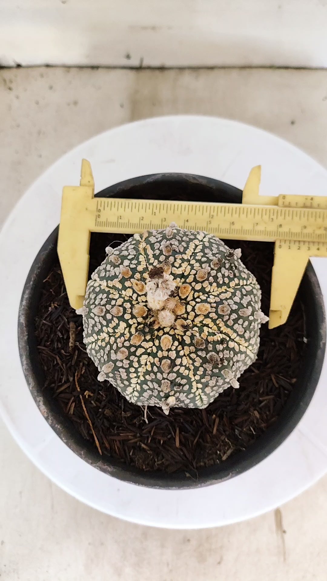 ASTROPHYTUM ASTERIAS "SUPER KABUTO"   Nº 1090 – vaso 15