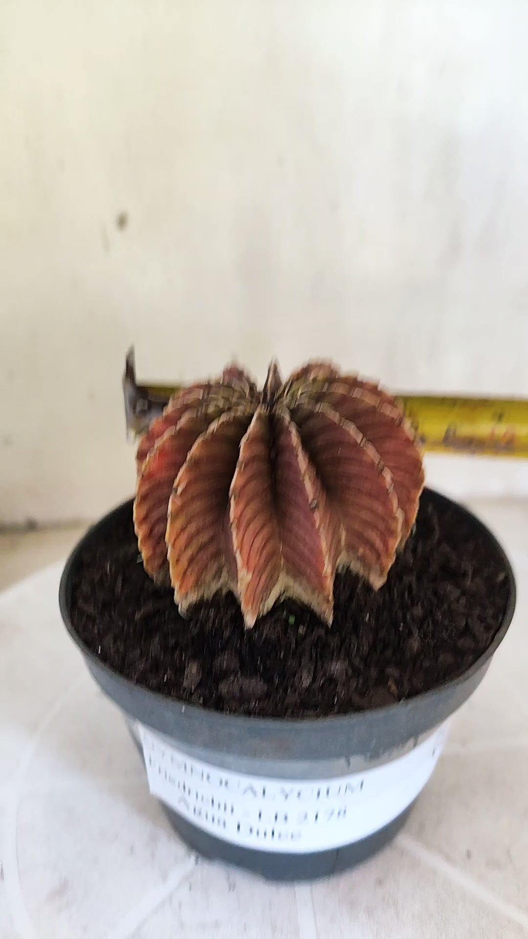 GYMNOCALYCIUM Friedrichii LB 2178 - Agua Dulce  - Nº 1802 – vaso 11