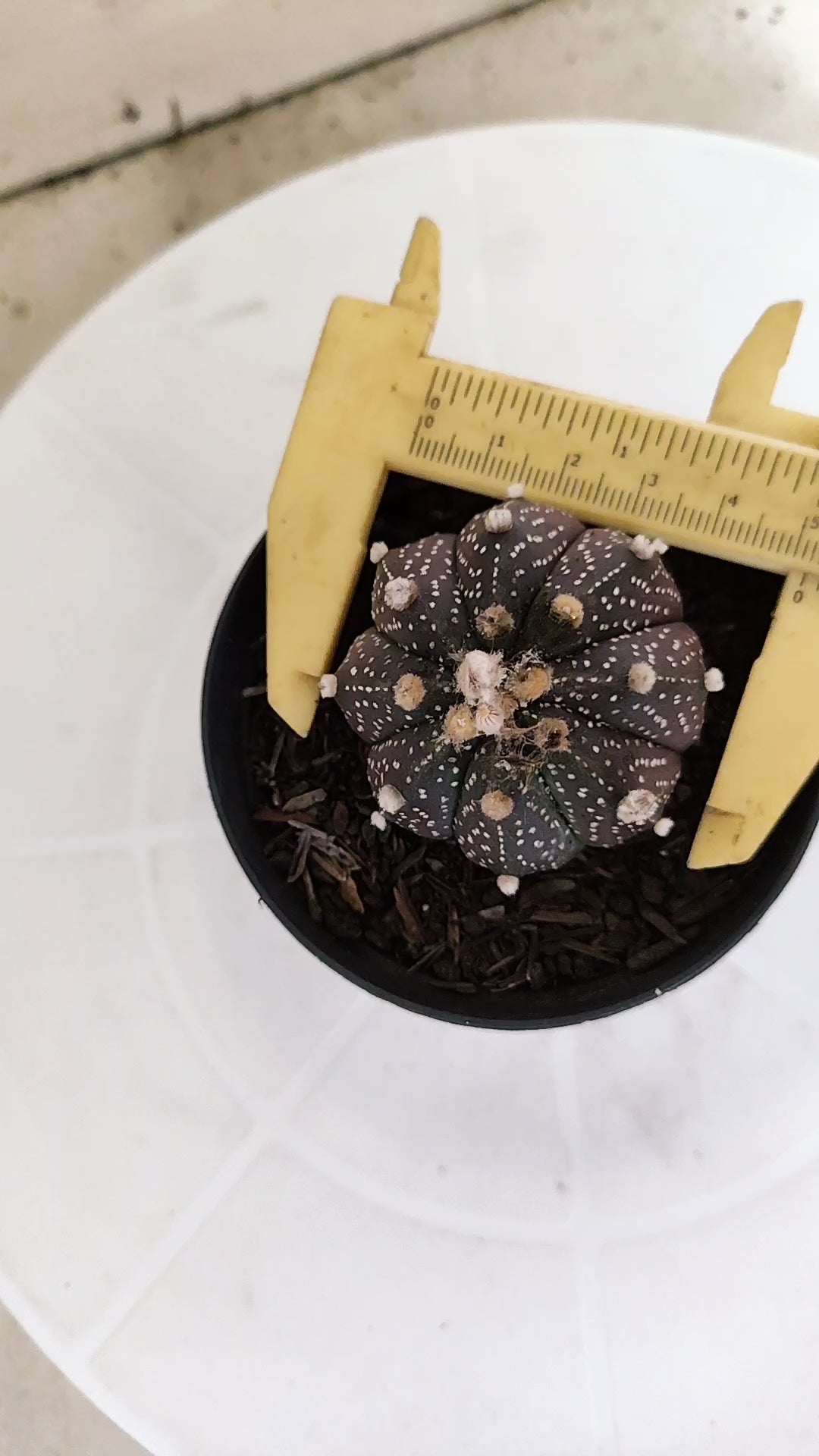 ASTROPHYTUM ASTERIAS “Purple”  Nº 1257 – vaso 09