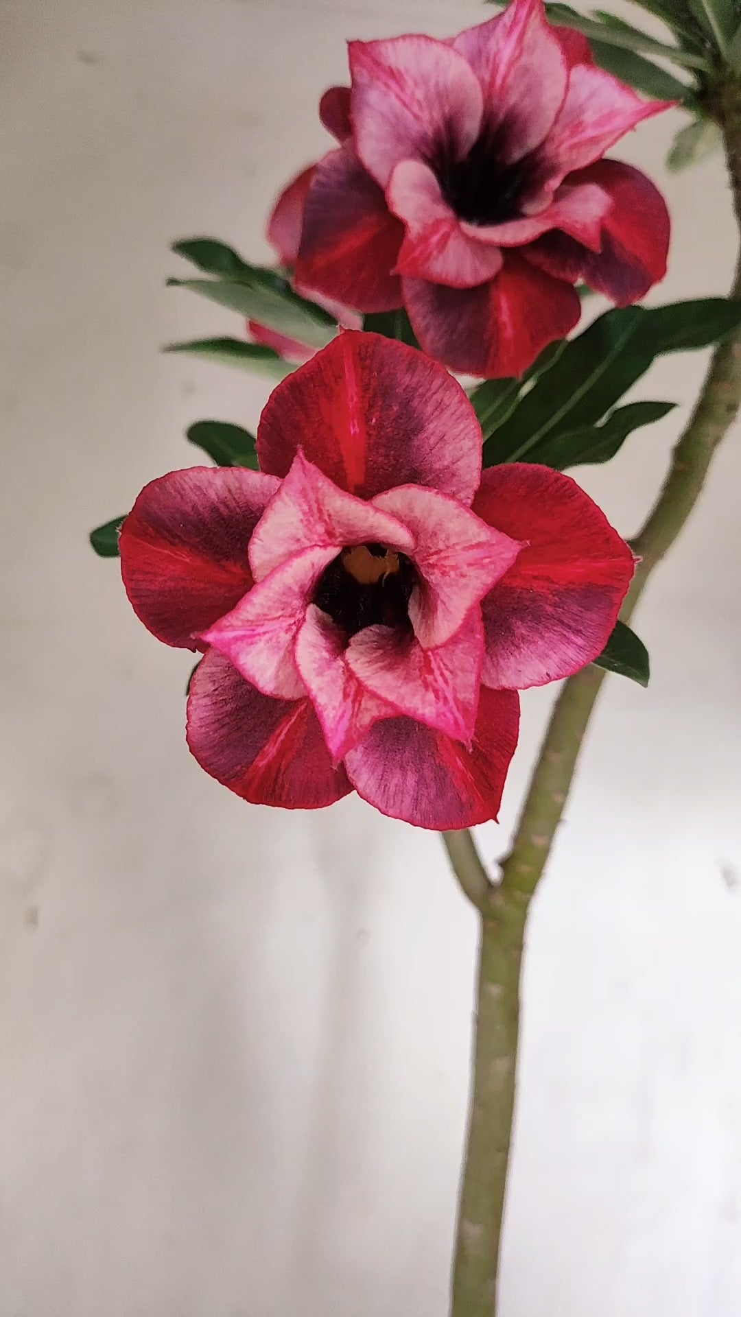 Planta Dobrada 4048 – 35cm – 03 anos - Vaso 15