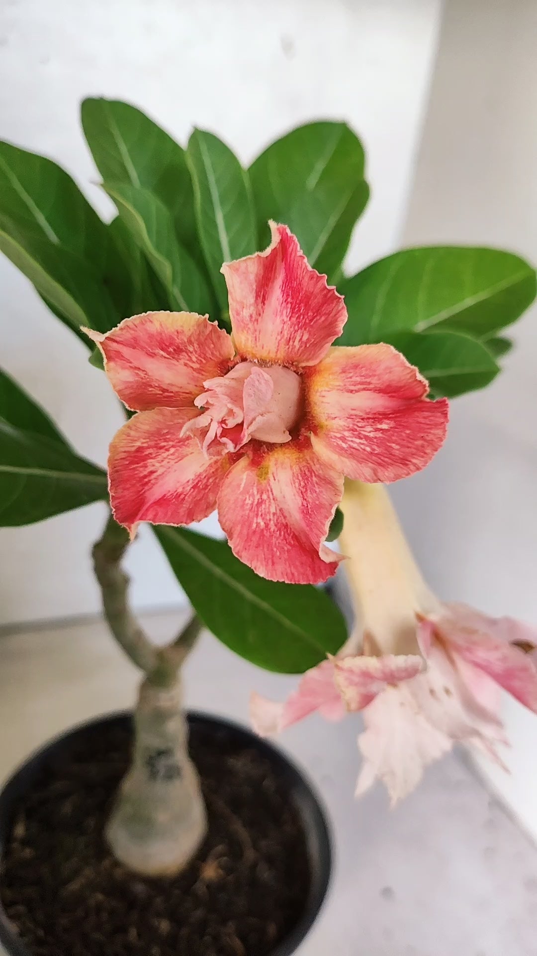 ENXERTO 11925 – 20cm (cor LM 728)