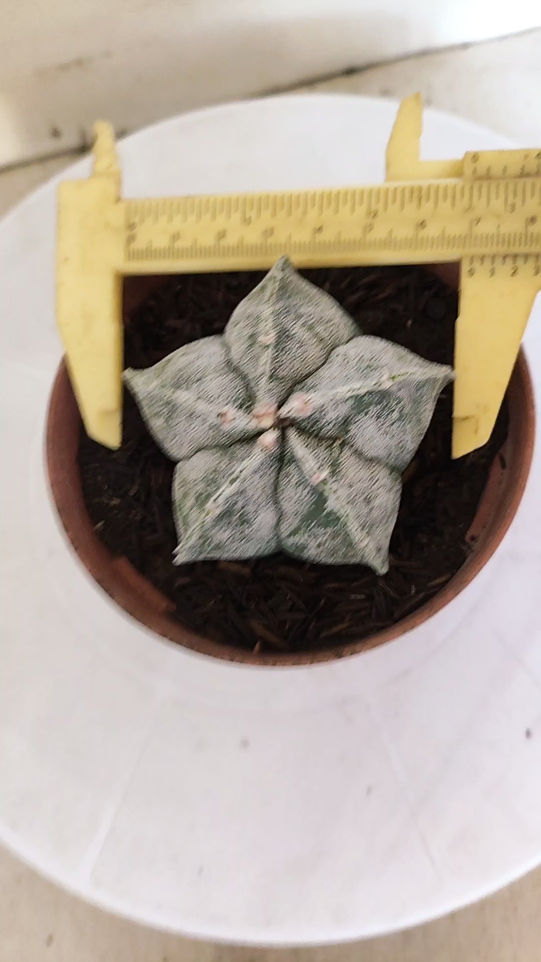 MATRIZ ASTROPHYTUM cv KIKKO  Nº 1152 – vaso 11