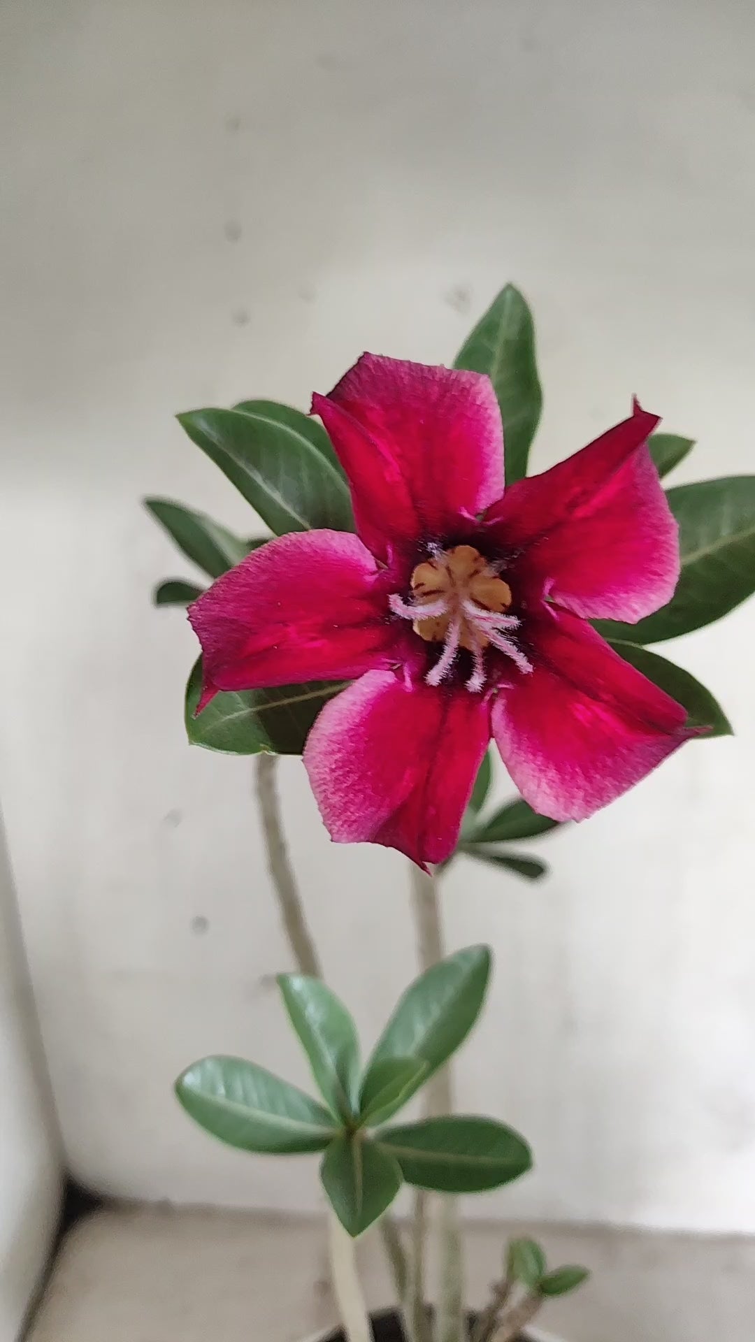 Planta Simples 3668 – 30cm – 02 anos - vaso 15