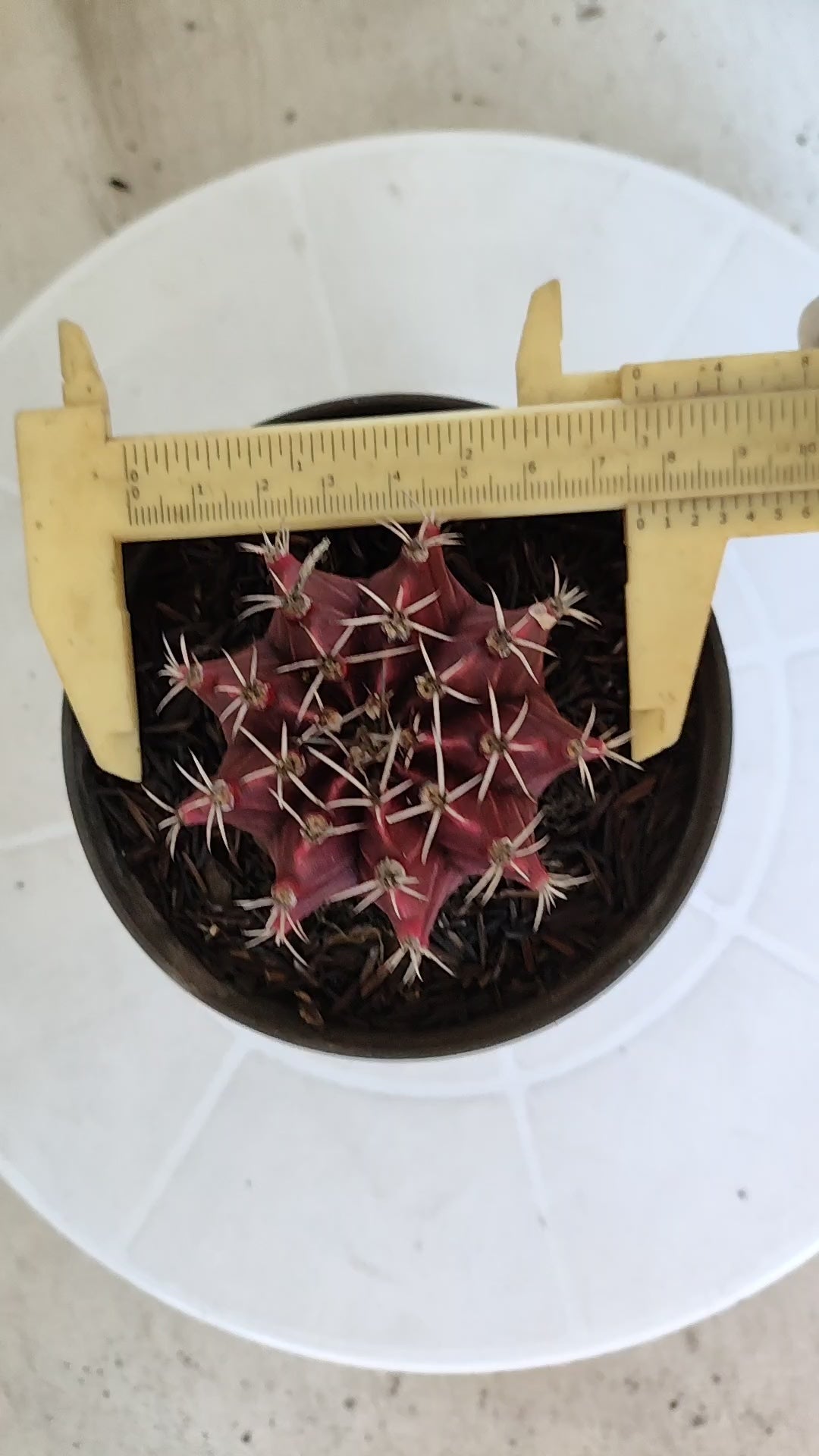 GYMNOCALYCIUM Mihanovichii "HÍBRIDO" Nº 1233 – vaso 11