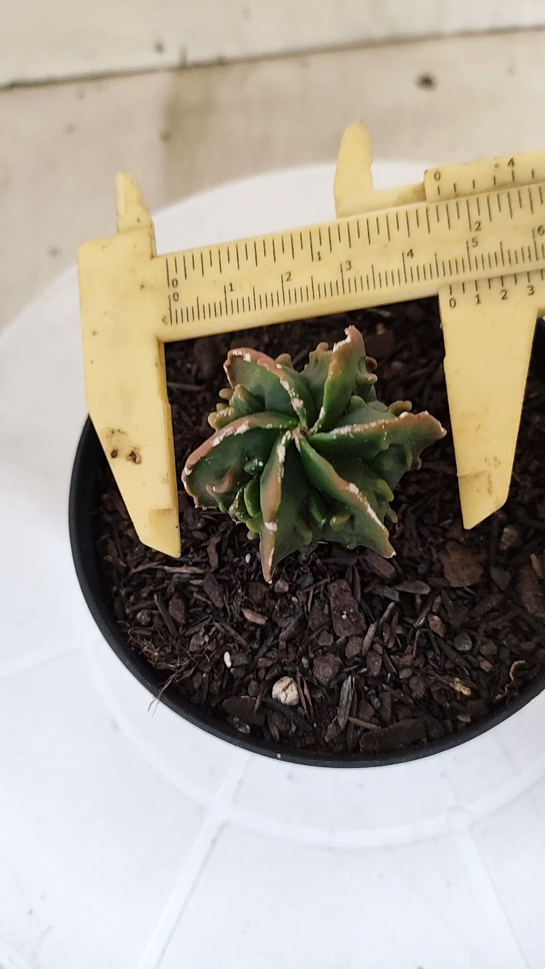 ASTROPHYTUM Myriostigma FUKURYU  Nº 1694 – vaso 11