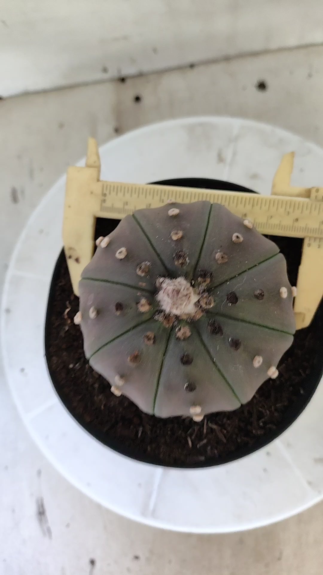 ASTROPHYTUM ASTERIAS Purple "STAR SHAPE" Nº 1405 – vaso 15