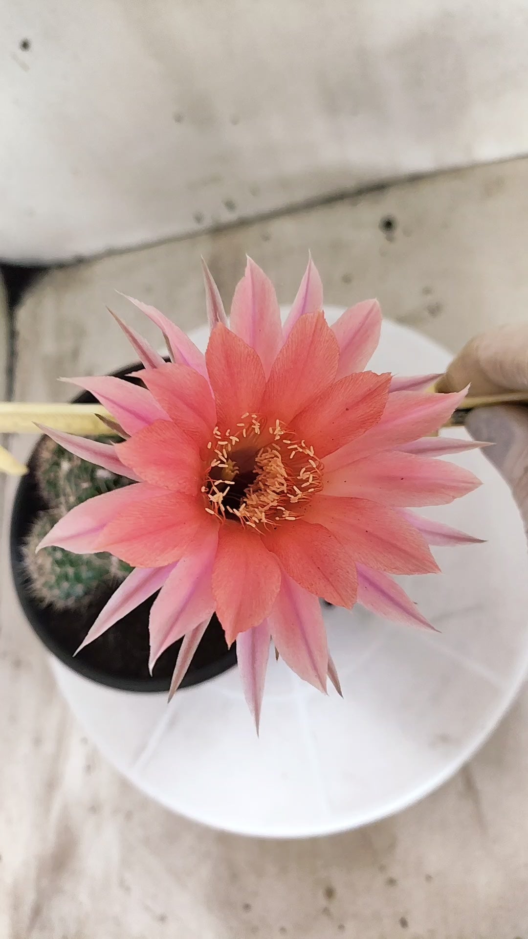 Cactos ECHINOPSIS  "Colônia"  Nº 91 – vaso 15