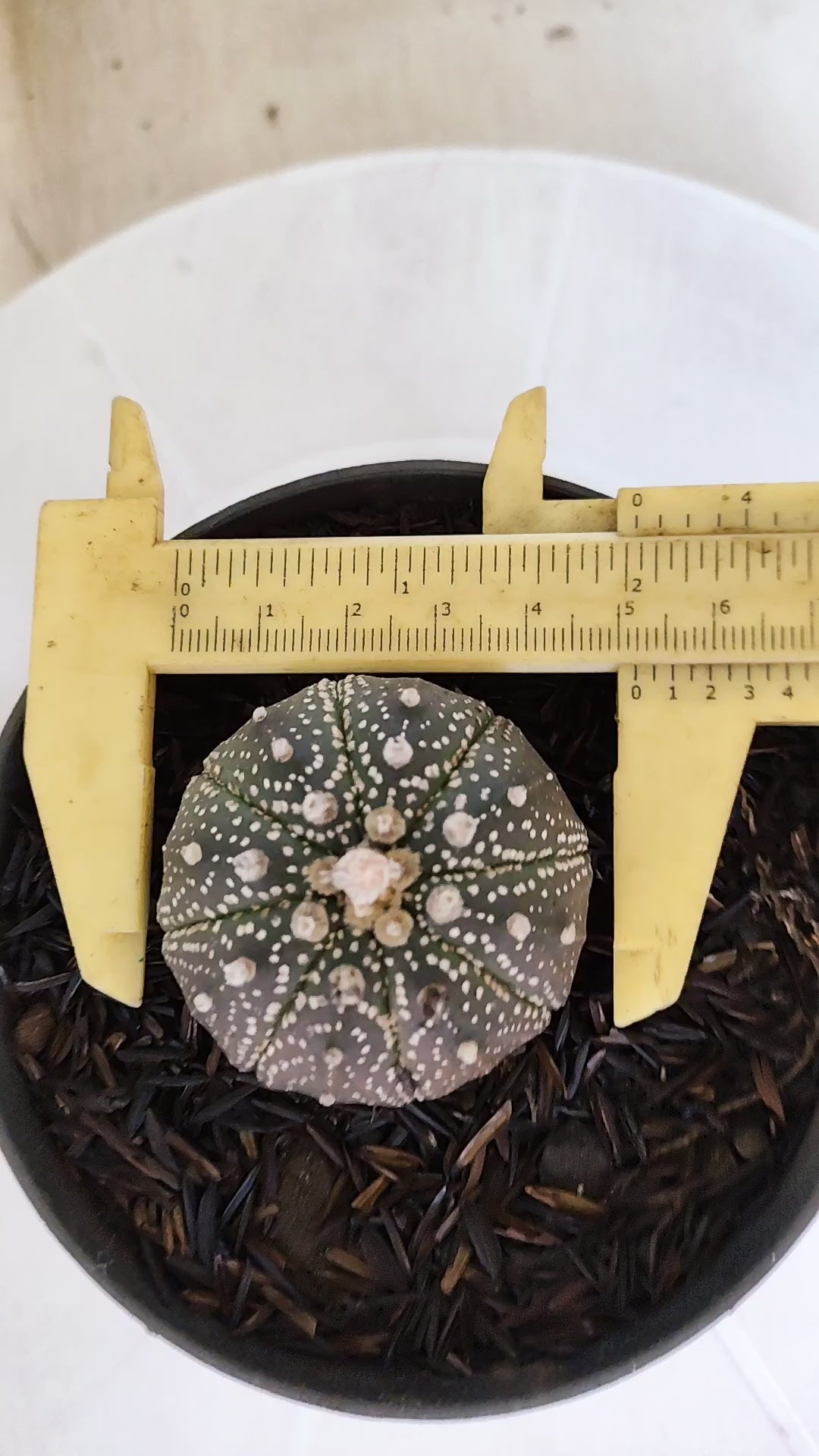MATRIZ ASTROPHYTUM ASTÉRIAS "Purple" Nº 1252 – vaso 11