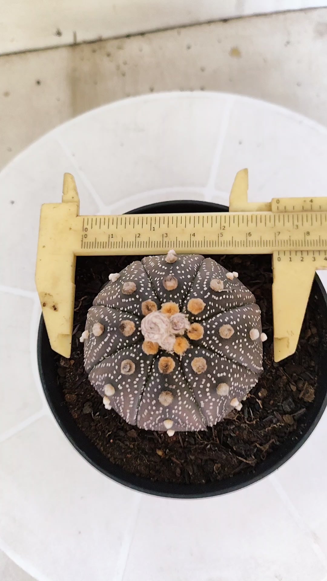 ASTROPHYTUM ASTERIAS “Purple”  Nº 1266 – vaso 11