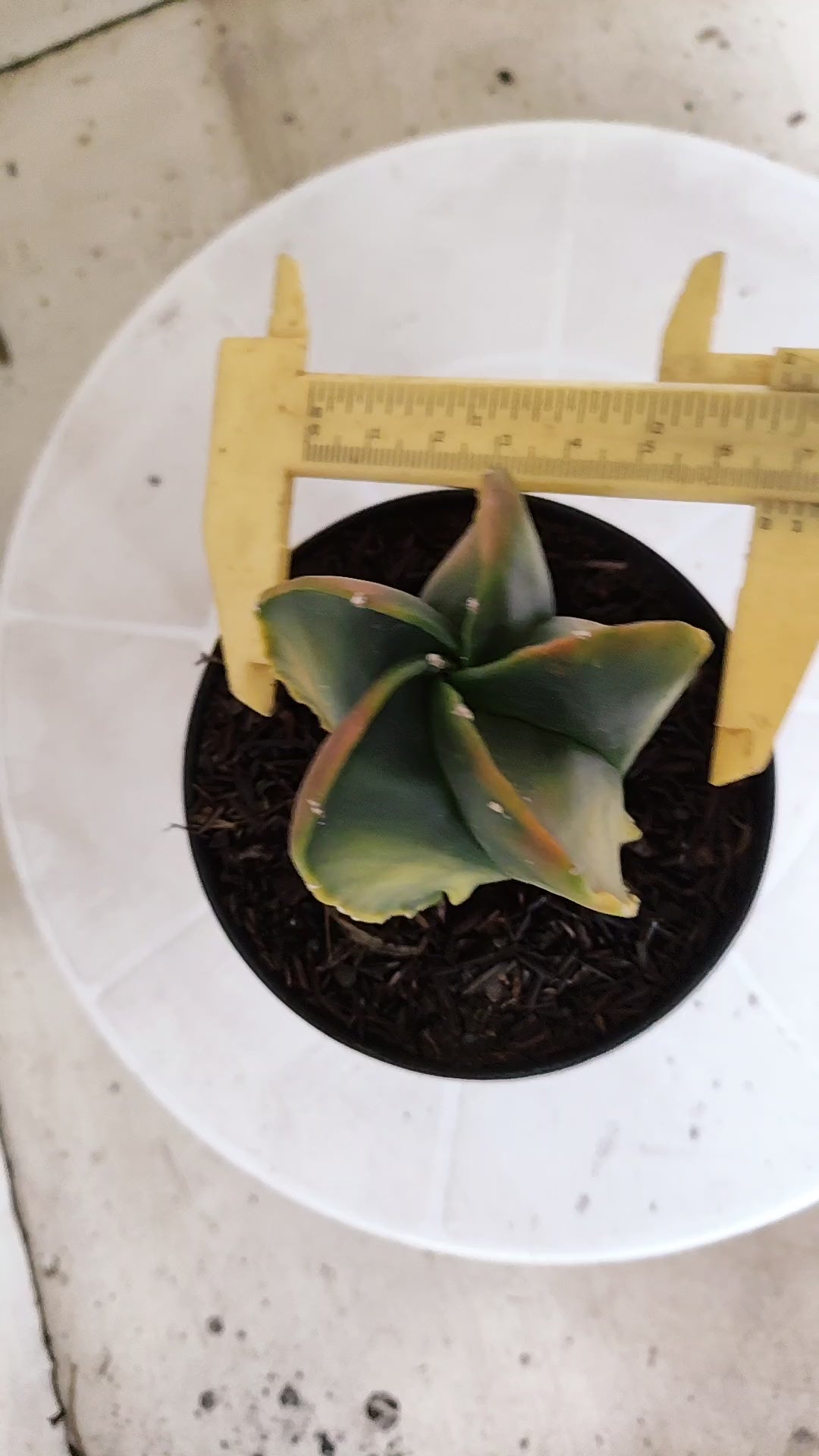 ASTROPHYTUM Myriostigma FUKURYU "Variegata" Nº 1096 – vaso 11