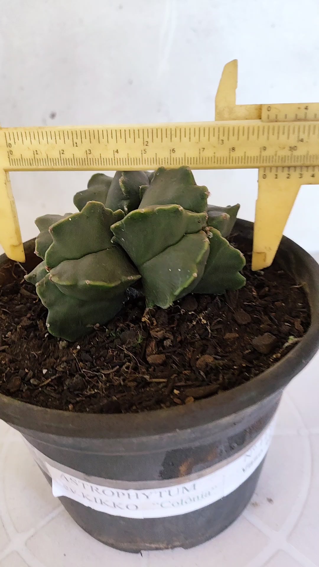 ASTROPHYTUM MYRIOSTIGMA KIKKO "Colônia" Nº 1134 – vaso 15