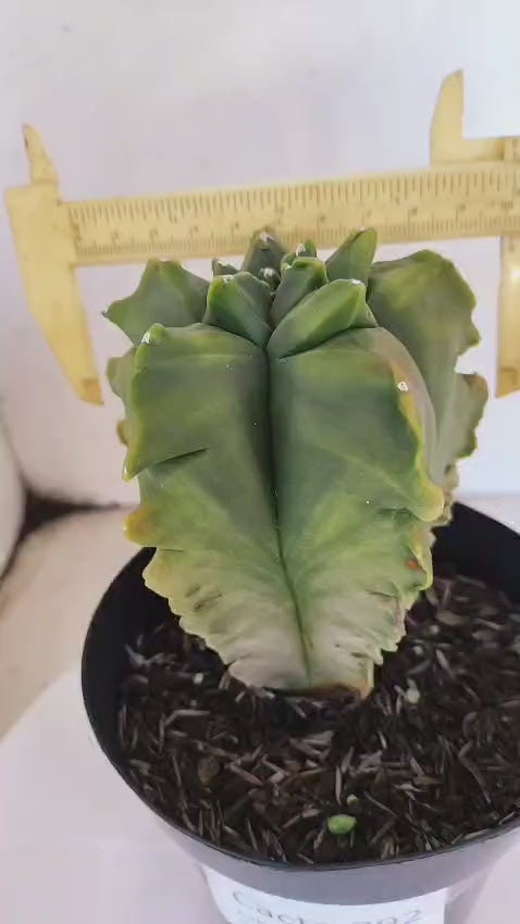 MATRIZ ASTROPHYTUM cv KIKKO "Variegata - Exótico"  Nº 392 – vaso 15