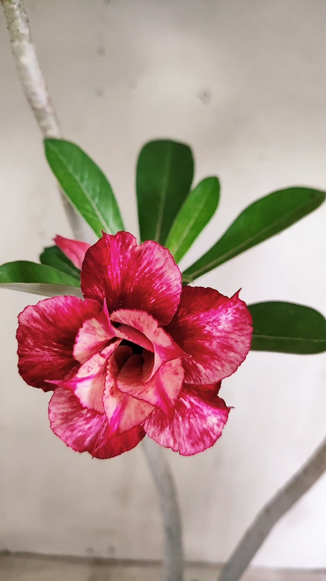 Planta Dobrada 4072 –  30cm – 02 anos - Vaso 15