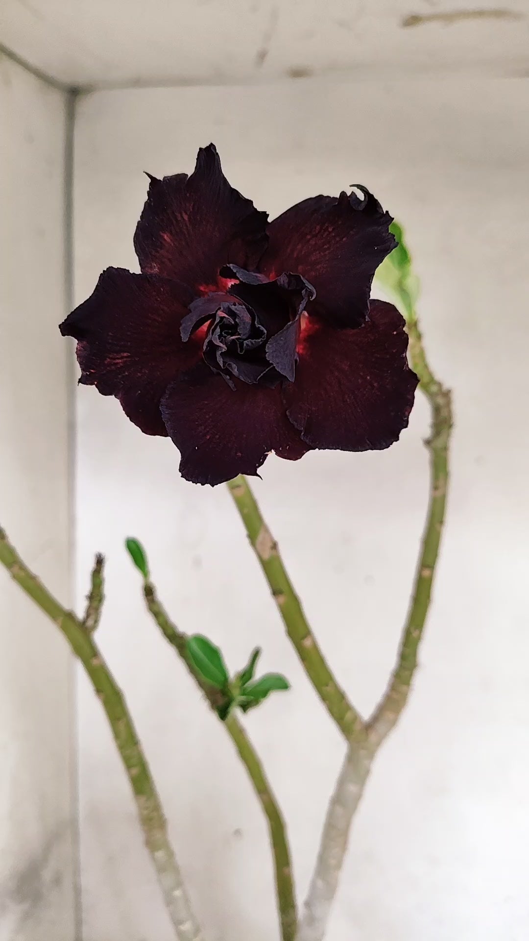 Planta Dobrada 3966 – 35cm – 03 anos