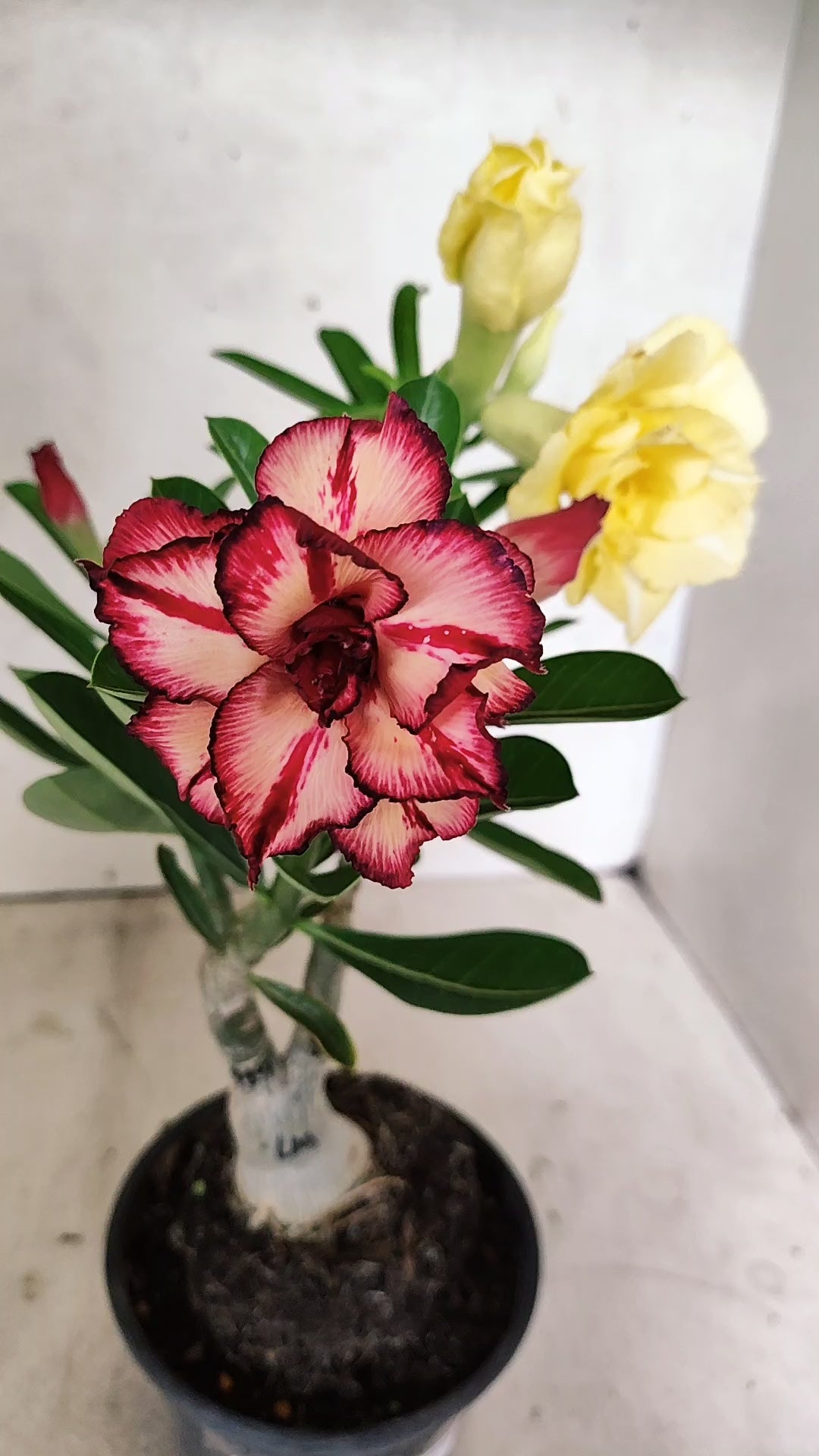 ENXERTO 12730 – 25cm (cor LM 490 e LM 914)