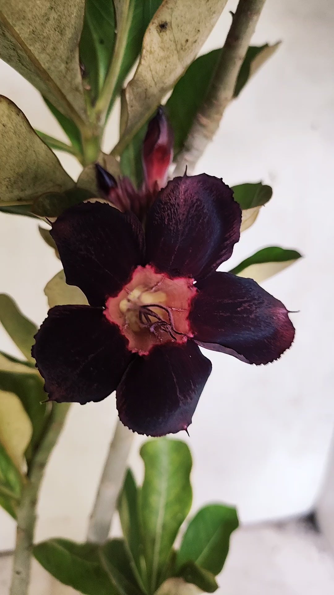 Planta Simples 2981 – 35cm – 03 anos