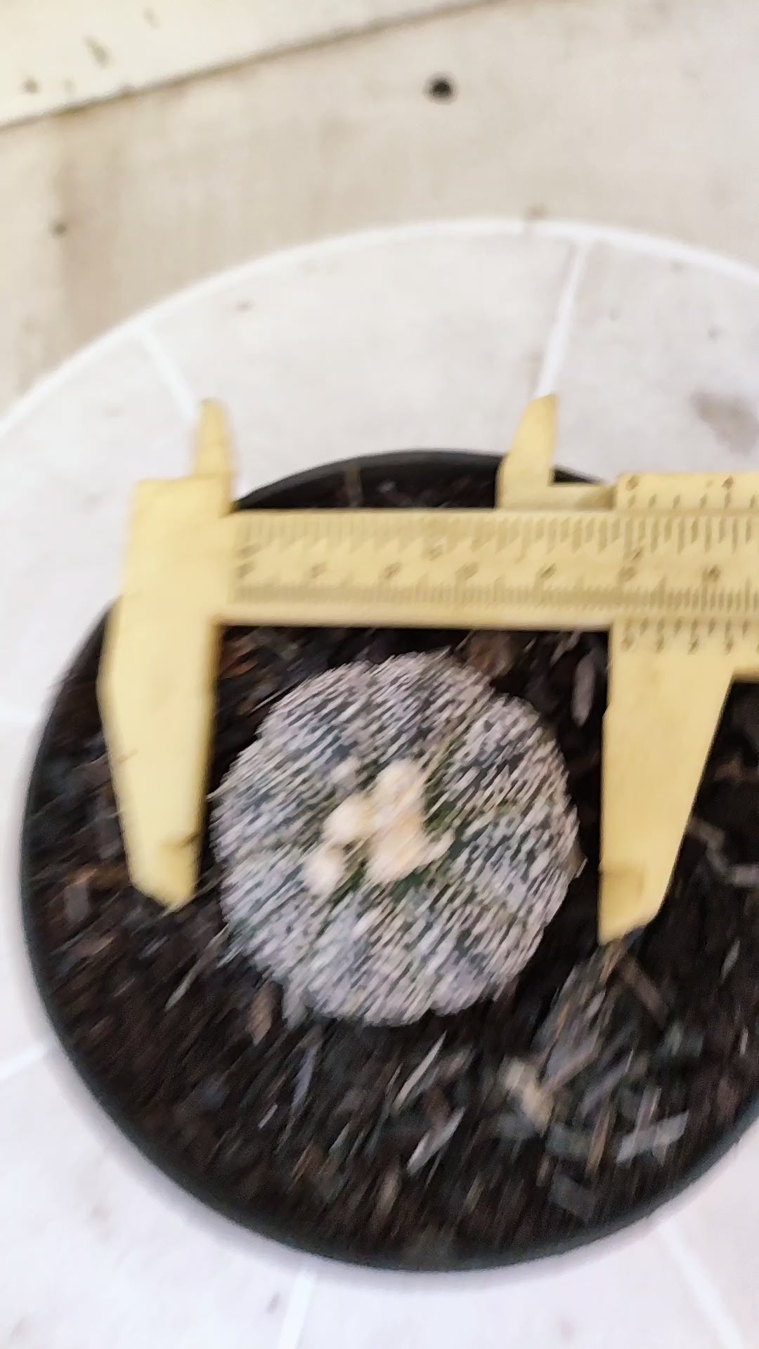 ASTROPHYTUM ASTERIAS Super Kabuto “Purple”  Nº 1731 – vaso 11
