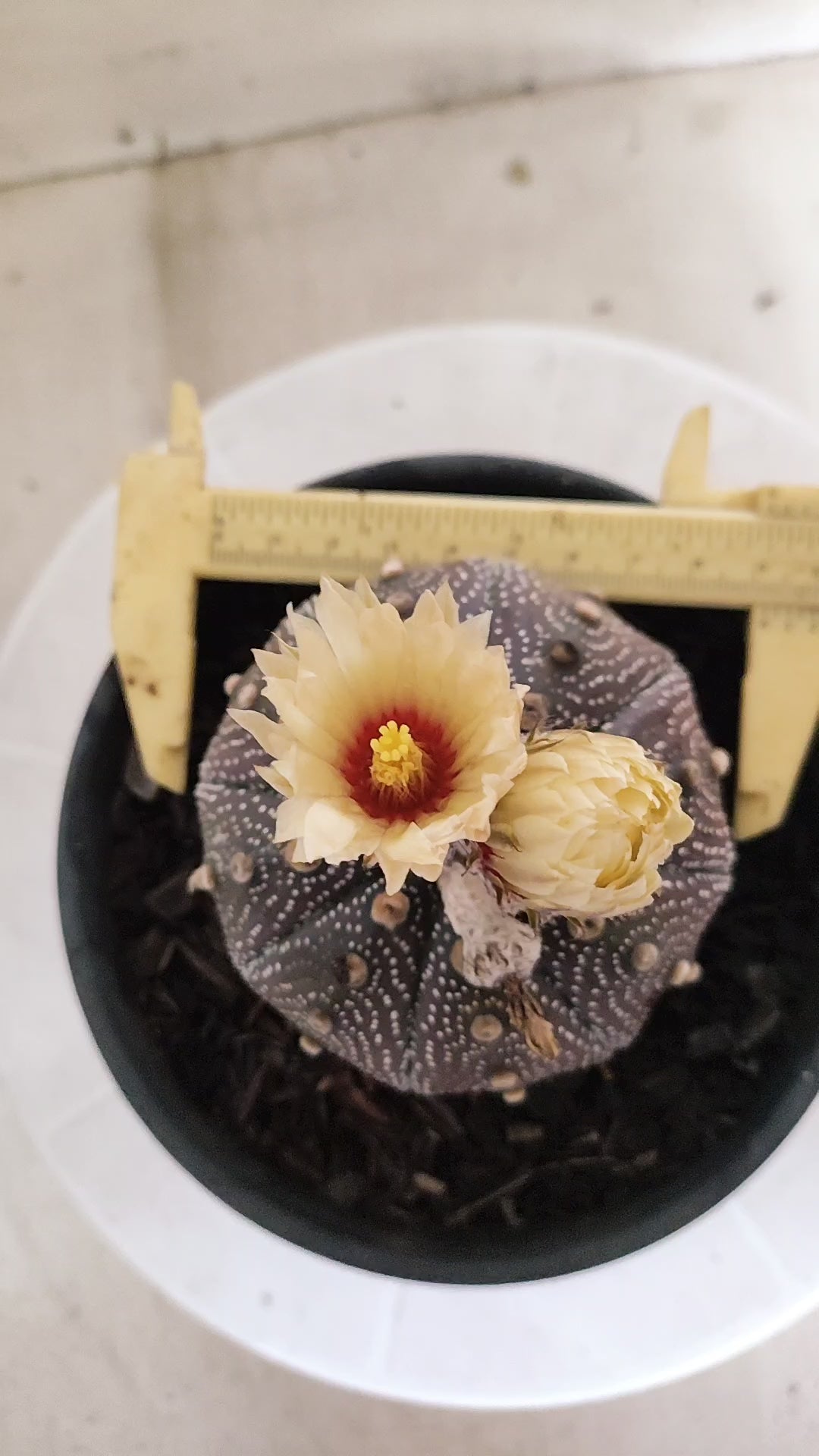 ASTROPHYTUM ASTERIAS "STAR SHAPE - Purple - AKABANA"   Nº 1141 – vaso 15