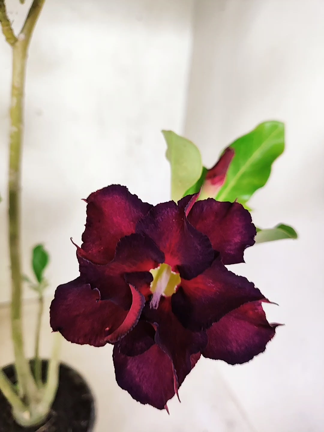 Planta Dobrada 3853 – 35cm – 03 anos