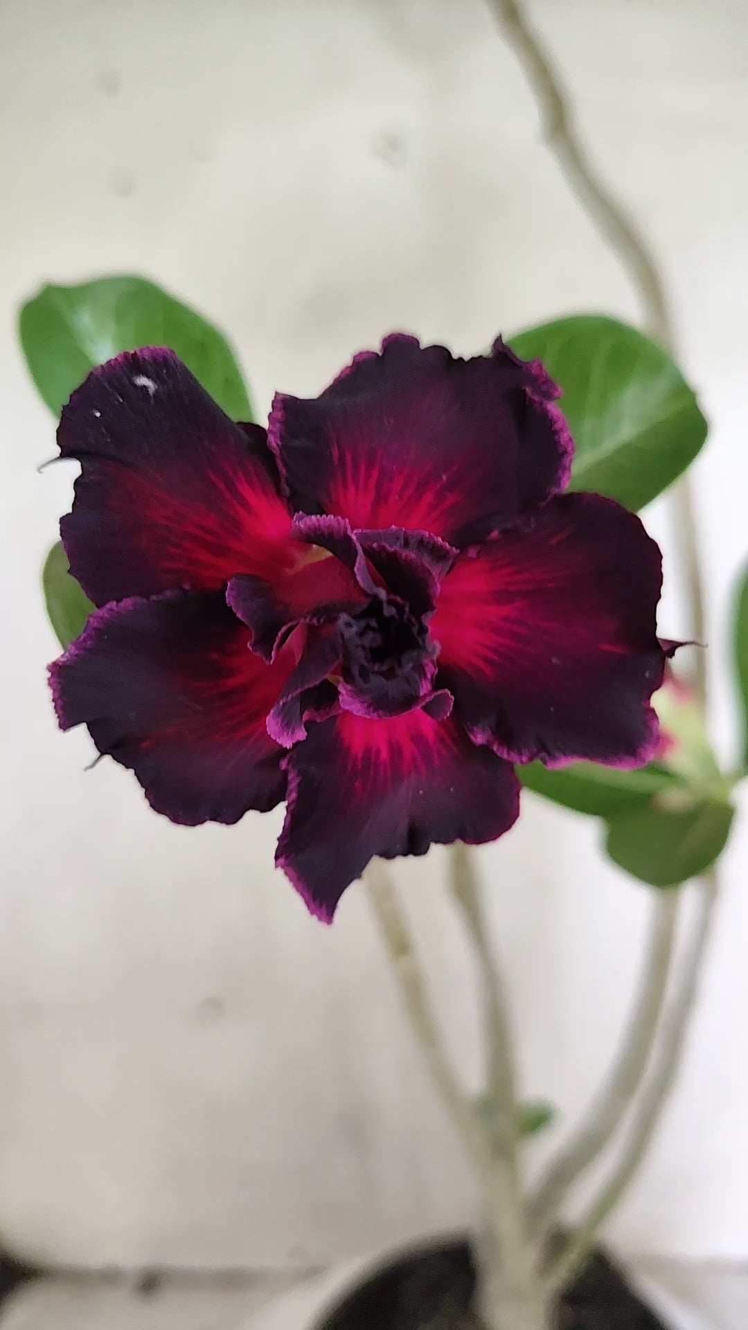 Planta Dobrada 4024 – 35cm – 02 anos - Vaso 15