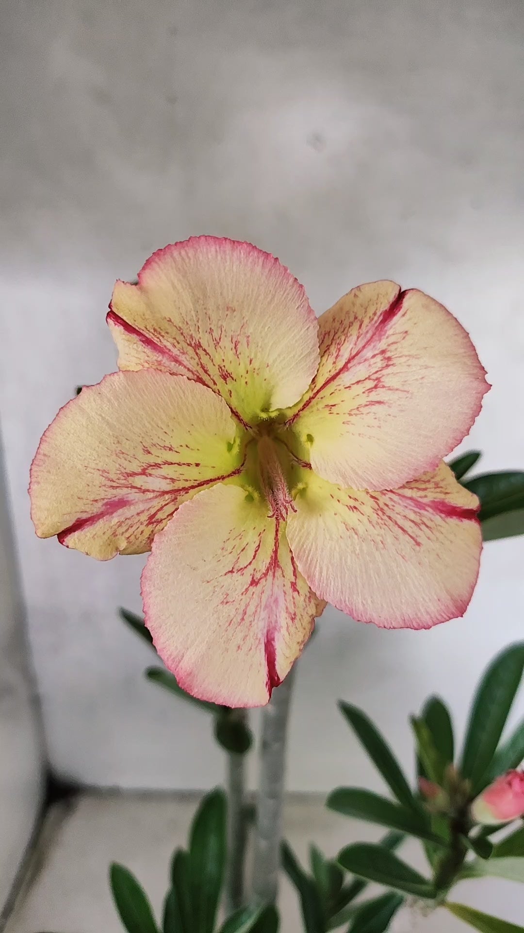 Planta Simples 3520 – 35cm – 03 anos