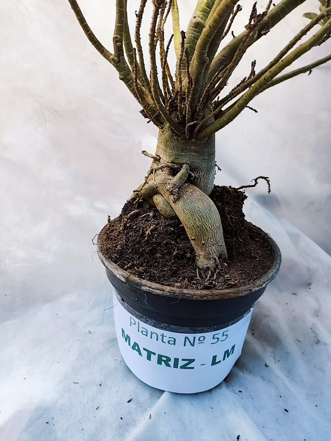 MATRIZ Planta Simples 55 – 75cm – 06 anos
