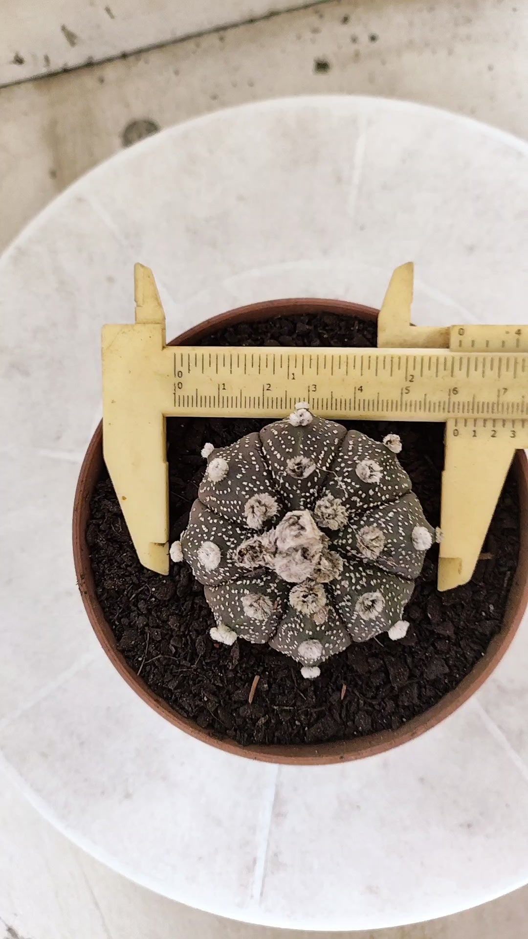 ASTROPHYTUM ASTERIAS Super Kabuto “Purple”  Nº 1817 – vaso 11
