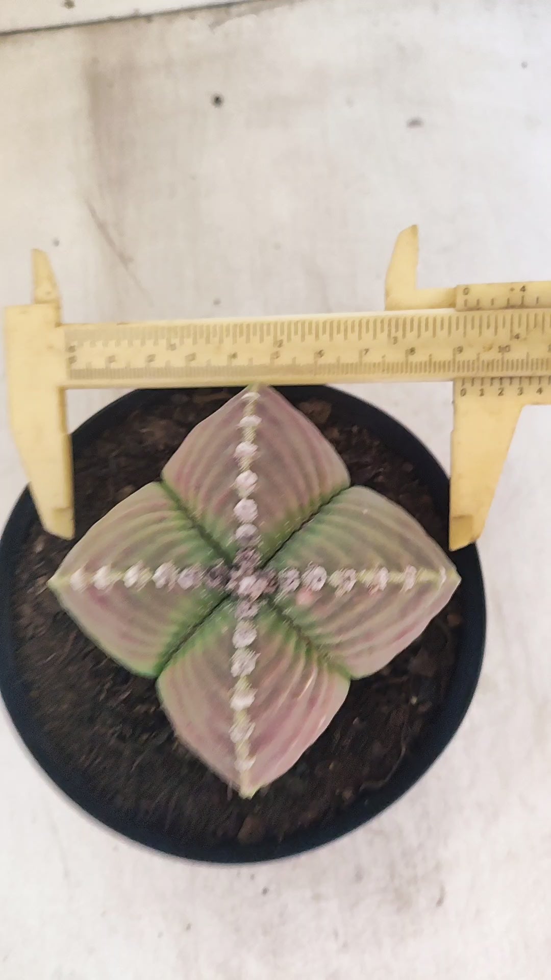 MATRIZ ASTROPHYTUM cv KIKKO "4 Quinas - Variegata"  Nº 137 – vaso 15