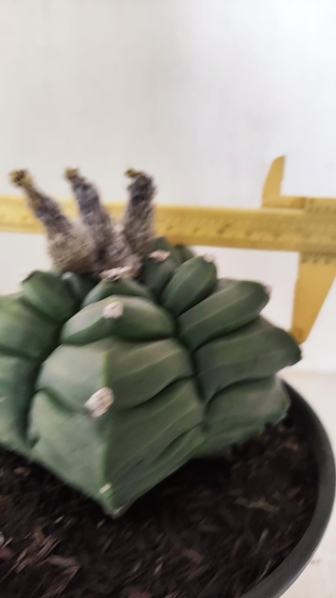 MATRIZ ASTROPHYTUM cv KIKKO  Nº 1421  – vaso 15