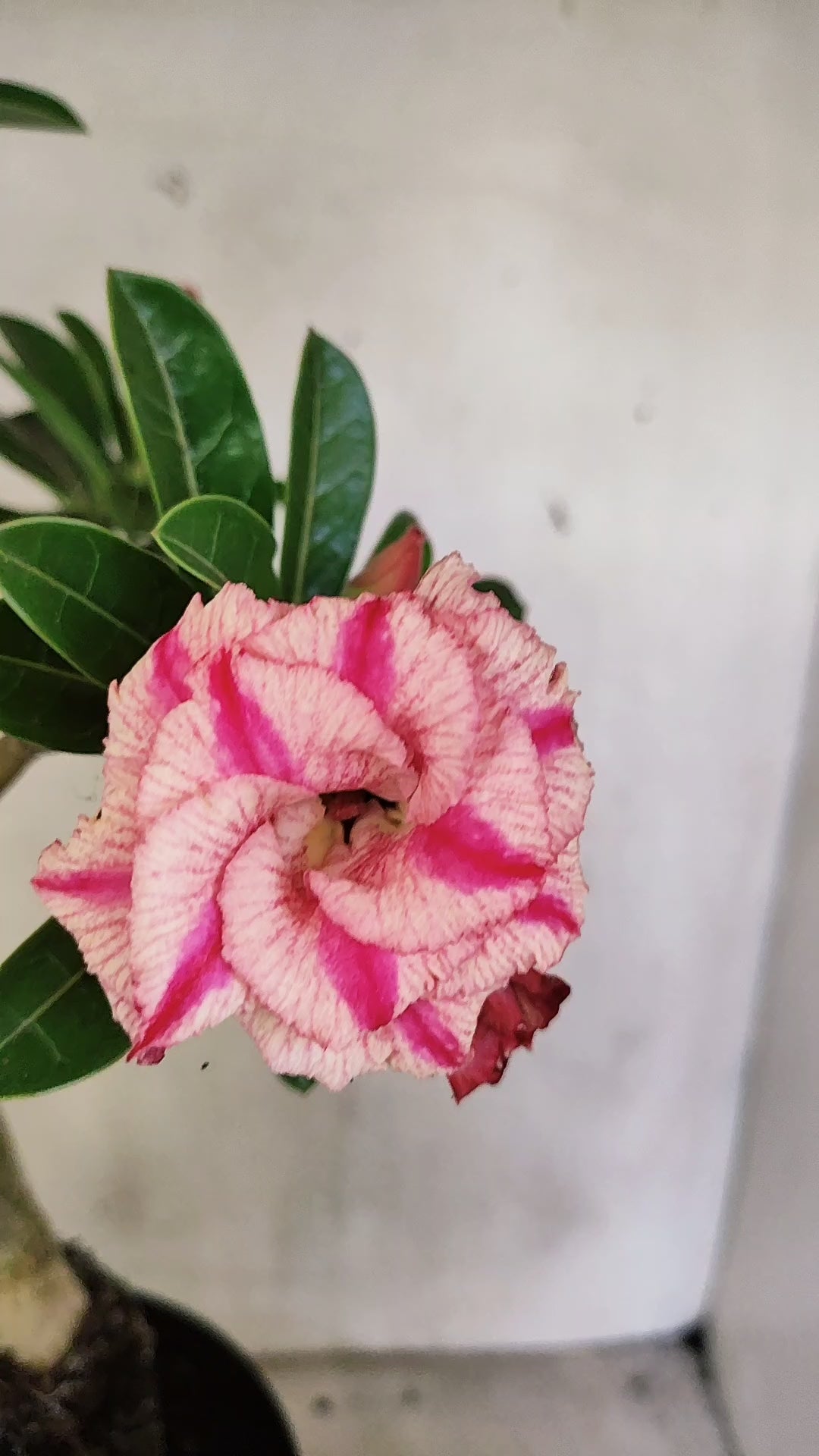 Matriz Planta Dobrada 312 –  40cm – 03 anos - Vaso 17