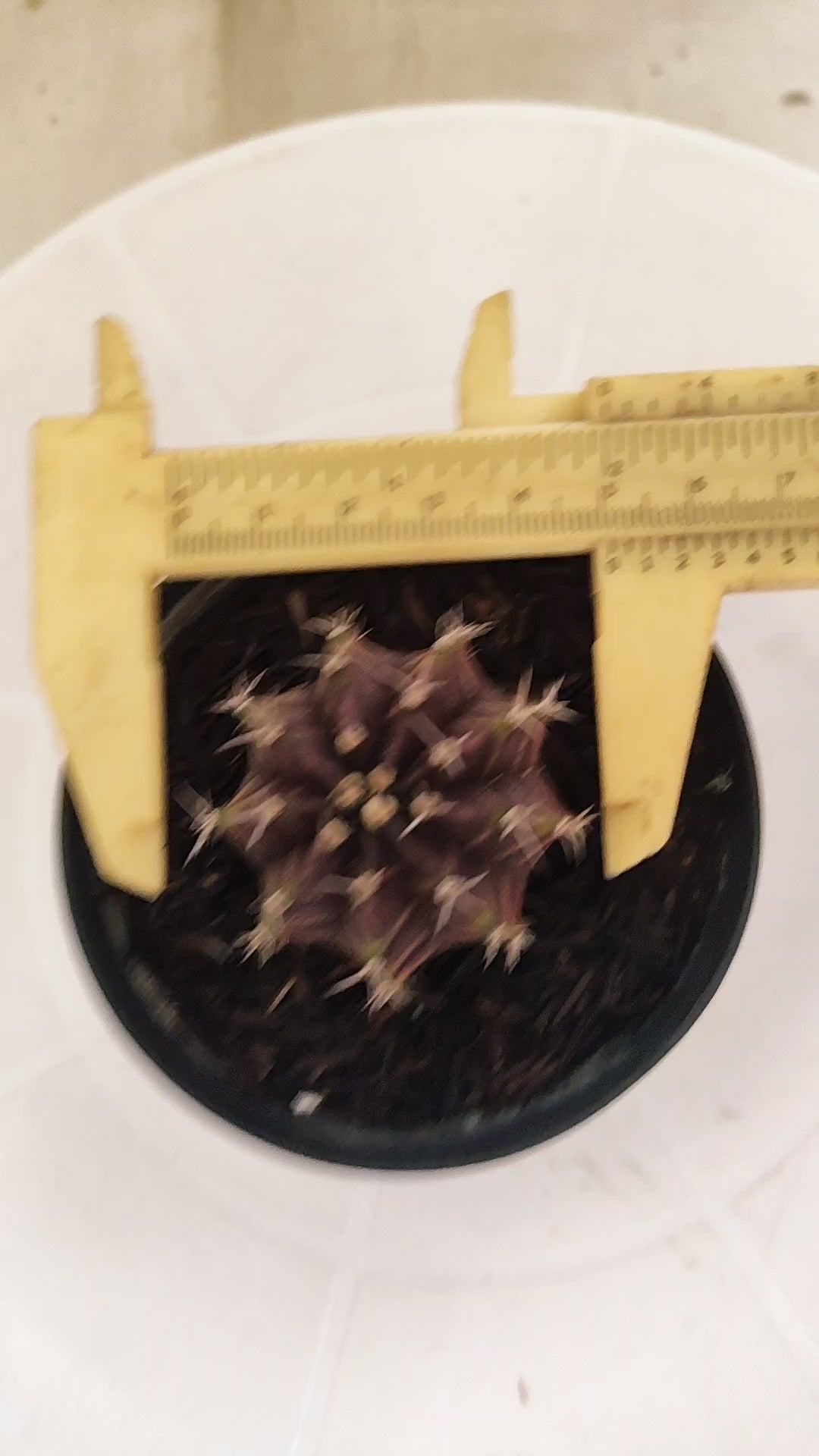 GYMNOCALYCIUM Mihanovichii "PURPLE" Nº 661 – vaso 09