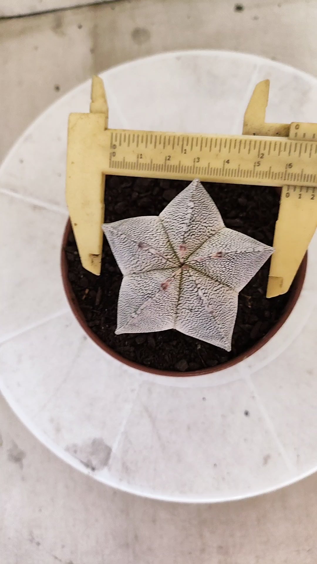 ASTROPHYTUM MYRIOSTIGMA Onzuka  Nº 1859 – vaso 11