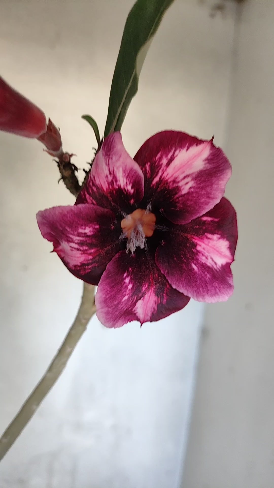 Planta Simples 3592 – 30cm – 02 anos