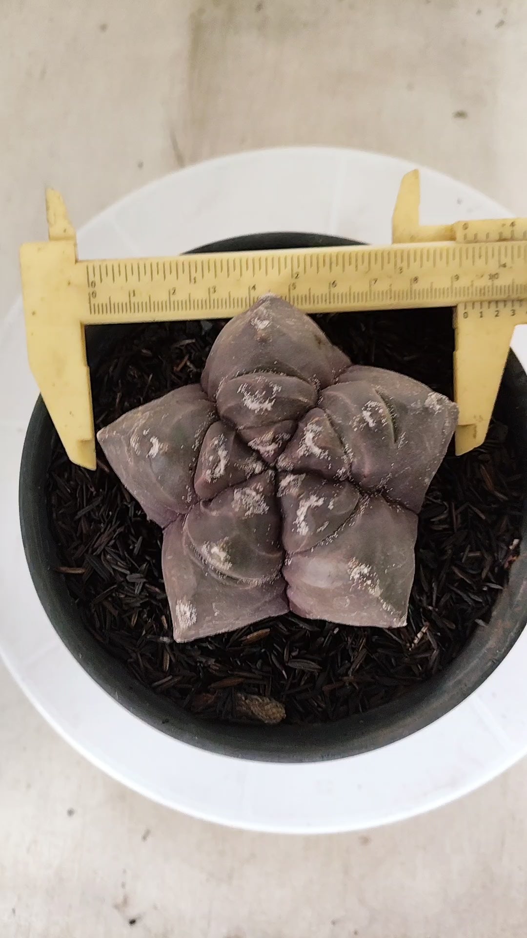 ASTROPHYTUM cv KIKKO  Nº 1210 – vaso 15
