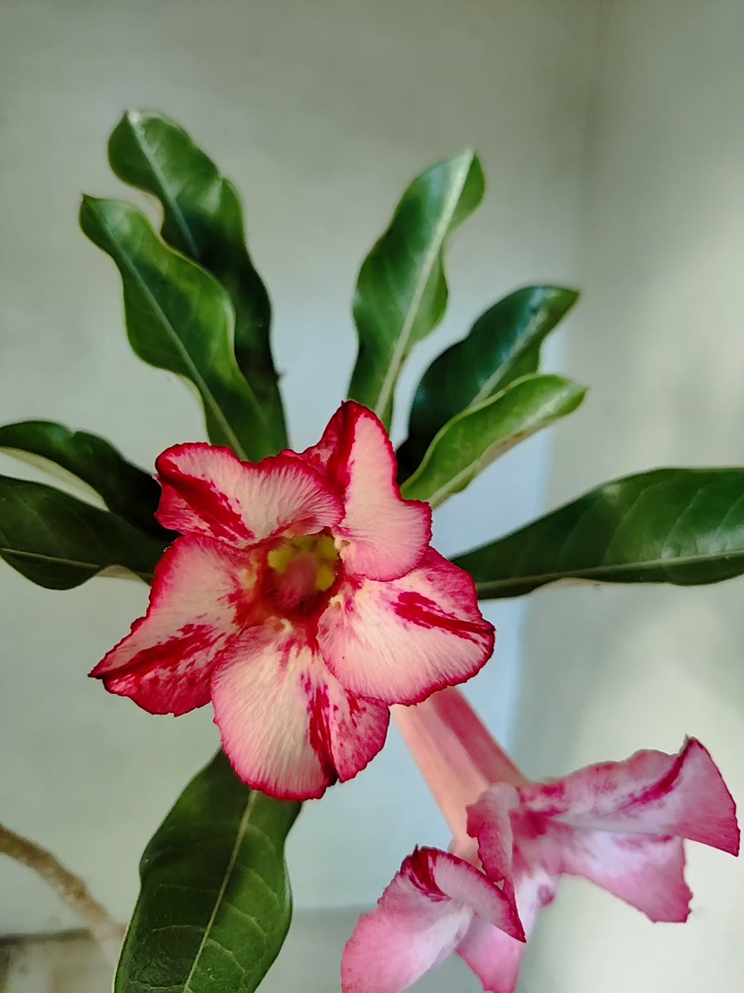 Planta Simples 3028 – 30cm – 03 anos