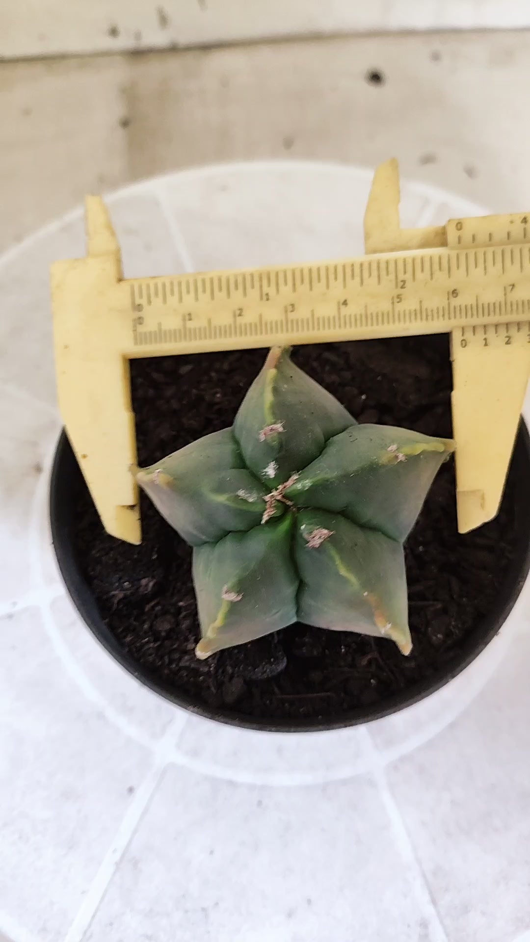 MATRIZ ASTROPHYTUM cv KIKKO  Nº 1714 – vaso 11