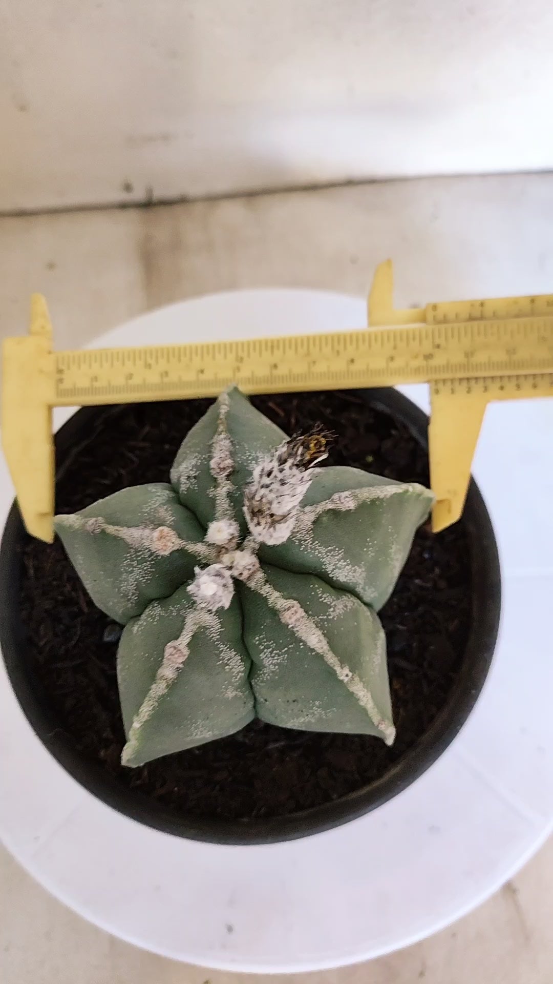 MATRIZ ASTROPHYTUM Myriostigma  Nº 1115 – vaso 15