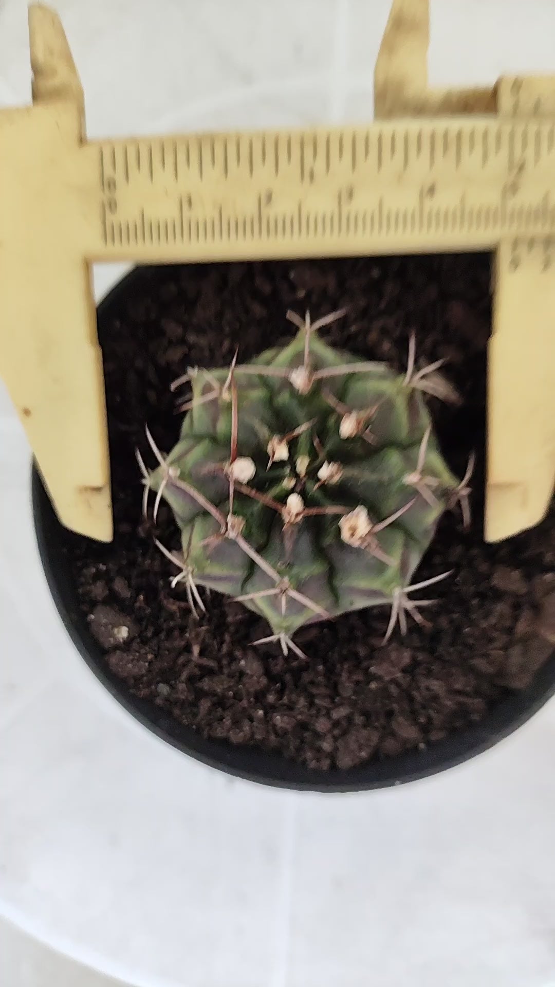 GYMNOCALYCIUM Mihanovichii Variegata Nº 1496 – vaso 09