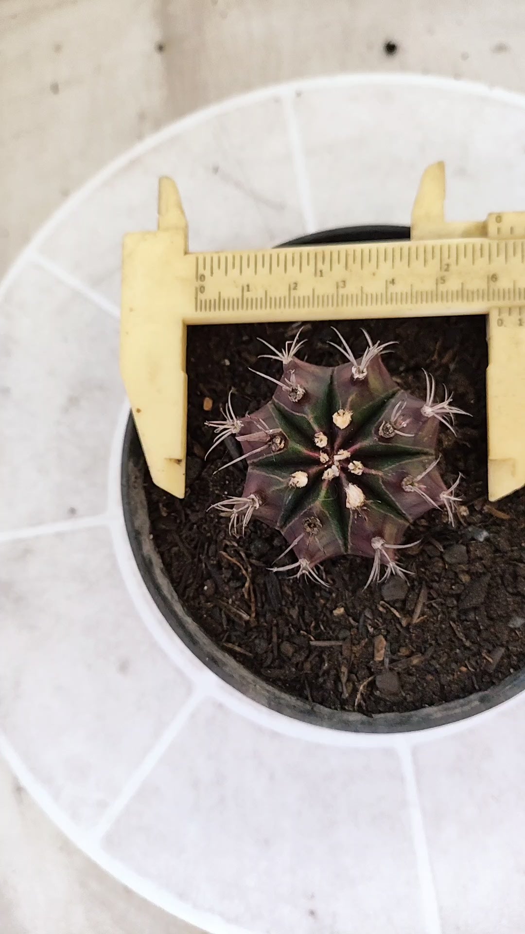 MATRIZ Gymnocalycium Mihanovichii “Purple” Nº 1733 – vaso 11