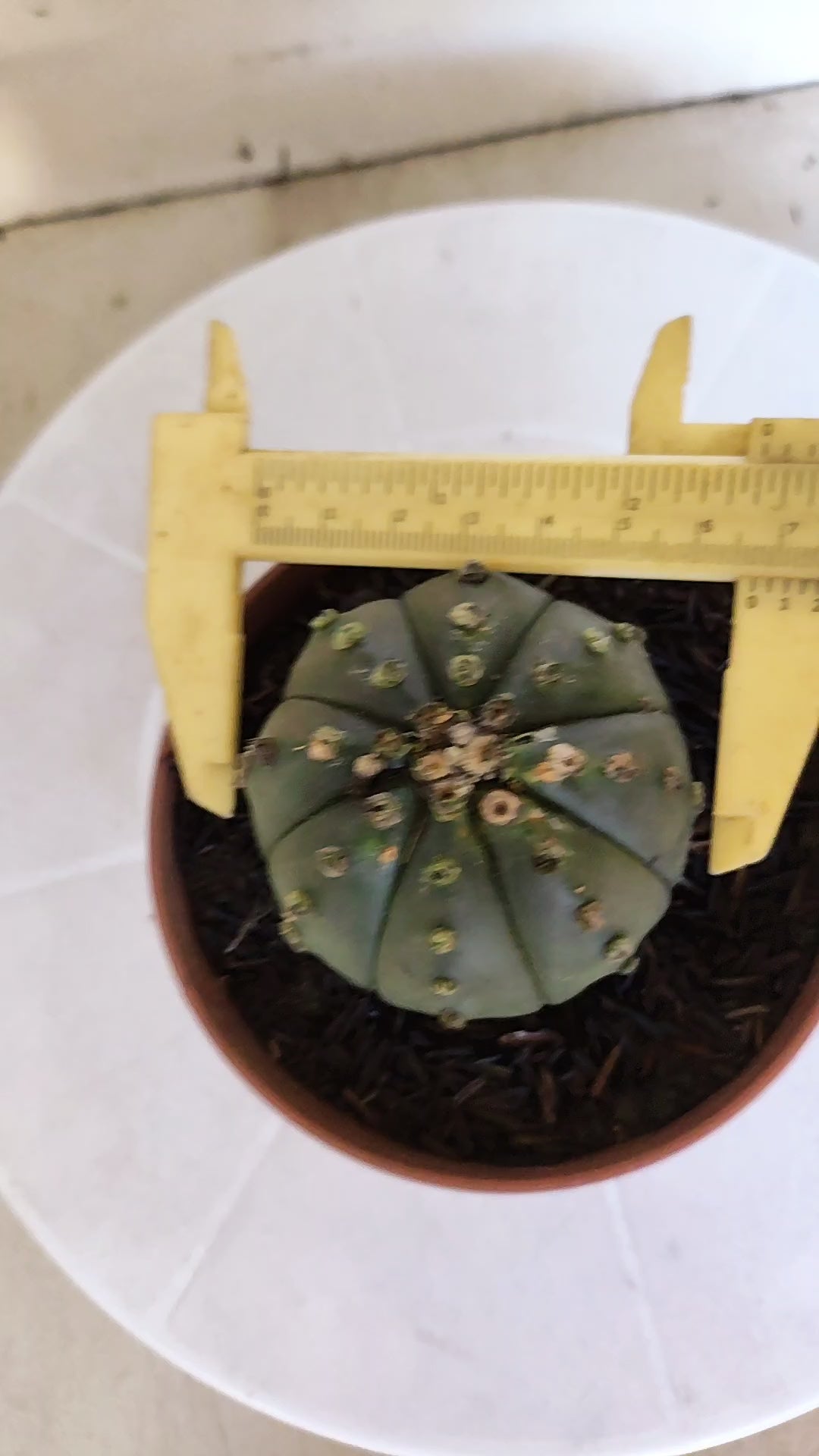 MATRIZ ASTROPHYTUM ASTÉRIAS "Nudum" Nº 1201 – vaso 11