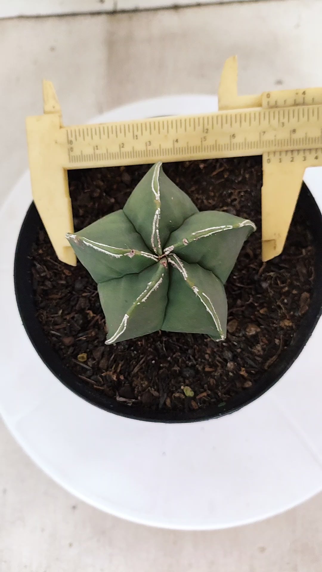 ASTROPHYTUM MYRIOSTIGMA Nº 1214 – vaso 15