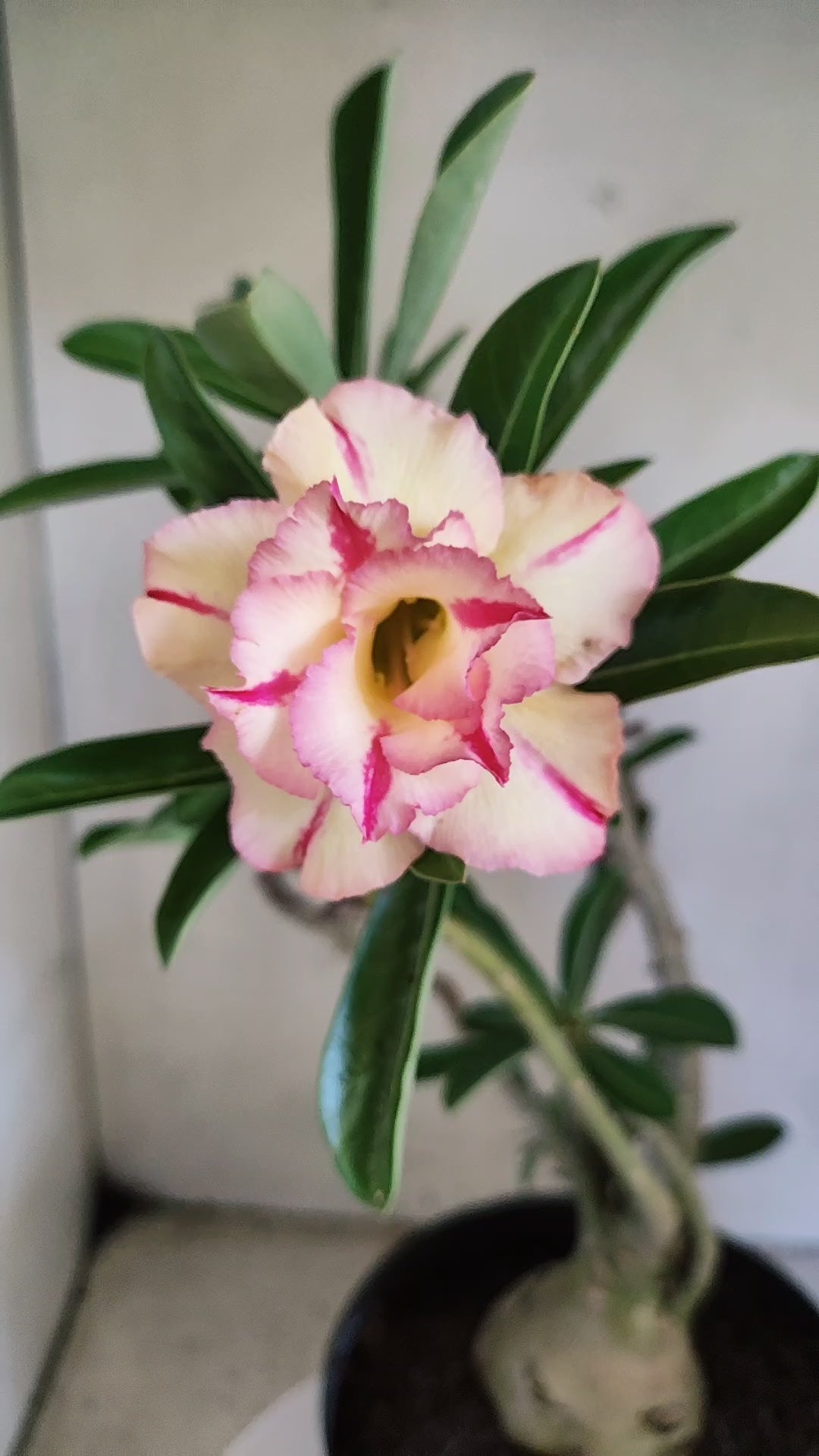 Matriz Planta Dobrada 4085 –  35cm – 03 anos - Vaso 17